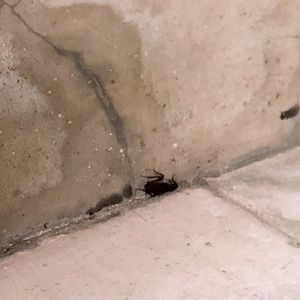 神奈川にある害虫駆除業者は厄介なゴキブリを綺麗に退治いたします