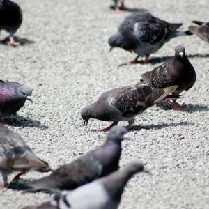 神奈川でハトにお困りの方は当社へ害鳥駆除をご依頼ください
