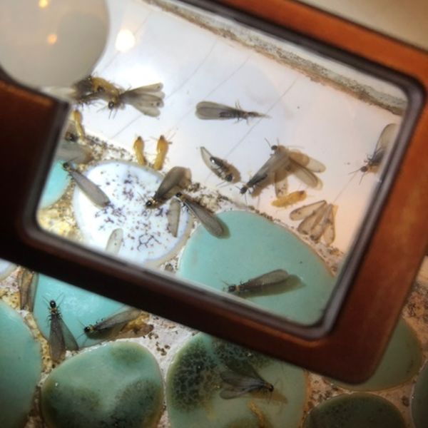 シロアリでお困りの方！床下調査無料にて致します。ぜひご相談ください。