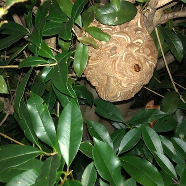 ハチでお困りの方は神奈川の害虫駆除専門業者へご相談ください