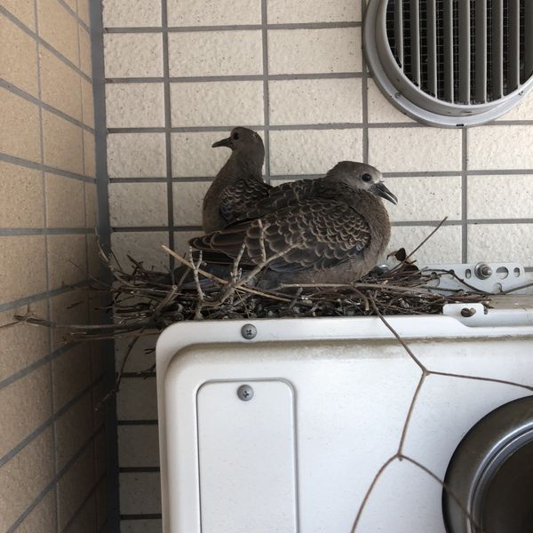 集合住宅での害鳥対策は神奈川の害鳥専門業者までご相談ください。