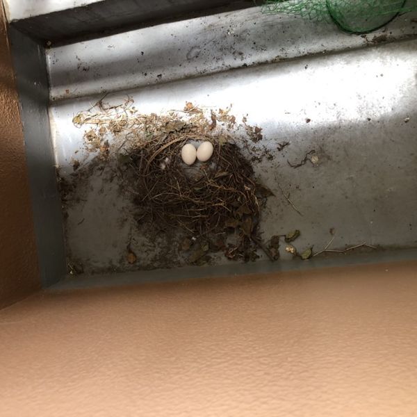 鳥のベランダ被害には神奈川の害鳥駆除専門業者まで相談ください。