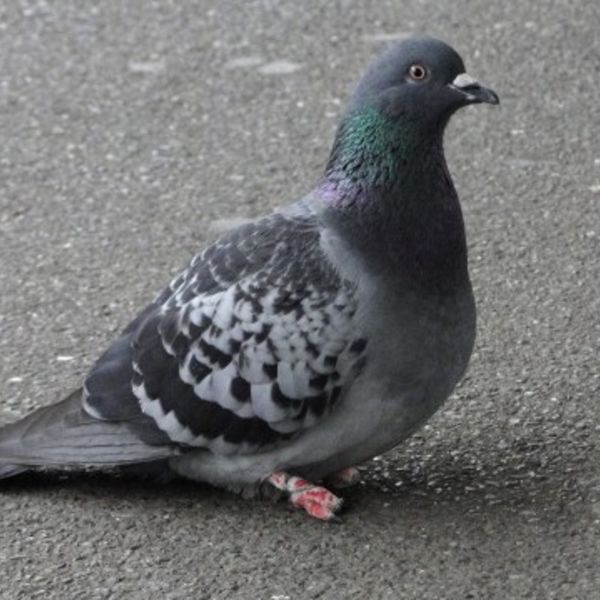 鳥での被害やアレルギーが心配な方は神奈川の害虫駆除専門業者へご相談ください