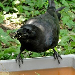 神奈川でカラスの被害にお困りの方は害鳥専門業者までご相談ください。