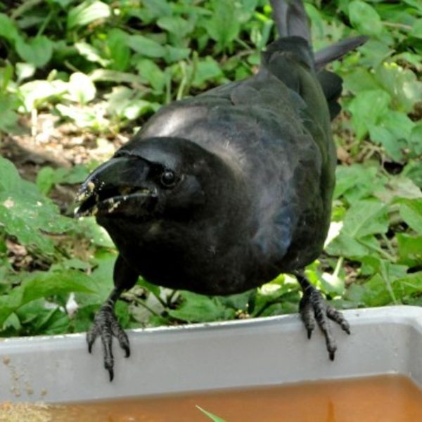 神奈川でカラスの被害にお困りの方は害鳥専門業者までご相談ください。