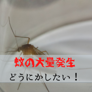 蚊が大量発生してお困りの方は神奈川の害虫駆除専門業者へご相談ください。