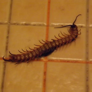 ムカデが出たら被害にあう前に横浜の害虫駆除専門業者へご相談ください。