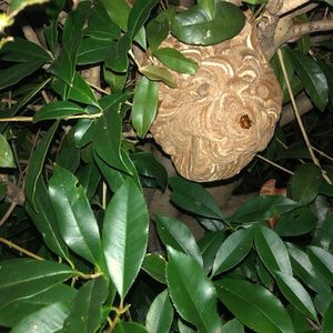 ハチ退治は神奈川で営業している害虫駆除業者へお問い合わせください 