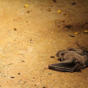 神奈川の害獣駆除業者はコウモリでお困りのお客様にも対応いたします 