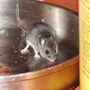  神奈川の害獣駆除業者は天井裏のねずみもしっかりと退治いたします 