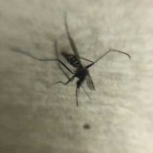 蚊が大量発生してお困りの方は横浜の害虫駆除専門業者へご相談ください。 