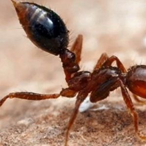 外来種の害虫は危険で被害が拡大！お困りの方はご相談ください。