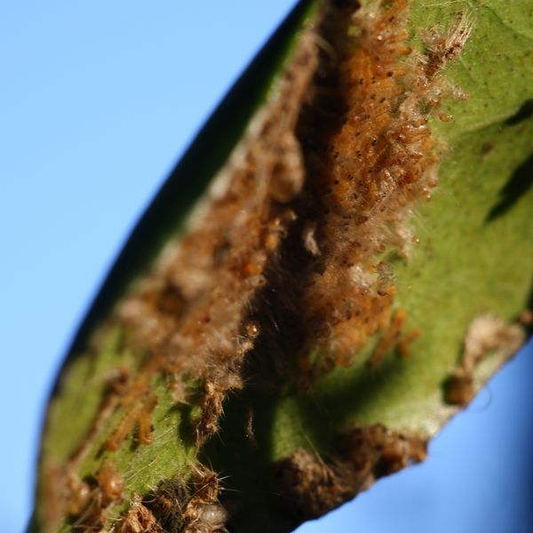 チャドクガの駆除！一緒に剪定や伐採も行いますのでお早目のご相談を！