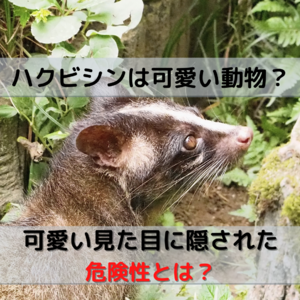 横浜でのアライグマやハクビシンの被害や対策をまとめました