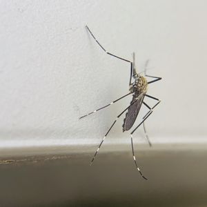 蚊の媒介にはご注意を！デング熱やジカ熱などの感染症事例多数！感染症になる前にプロープルに即相談！！