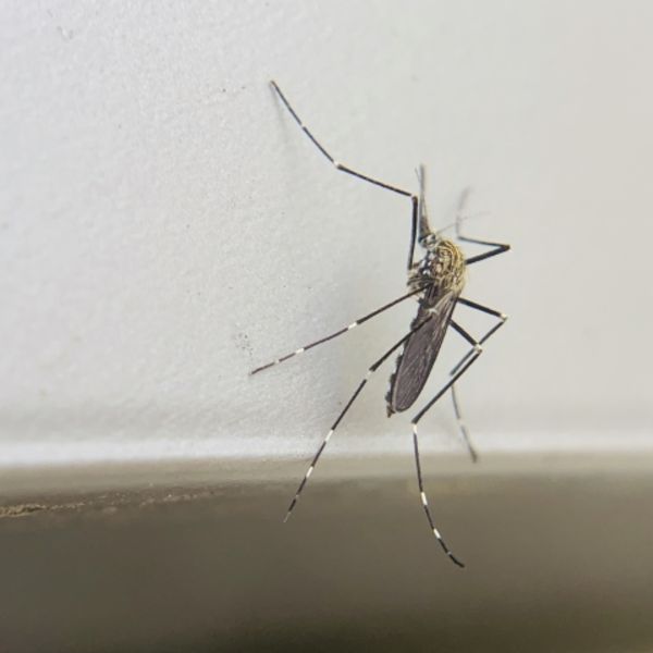 蚊の媒介にはご注意を！デング熱やジカ熱などの感染症事例多数！感染症になる前にプロープルに即相談！！