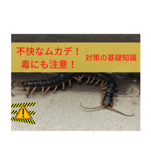 不快なムカデ！毒にも注意！ムカデ対策の基礎知識