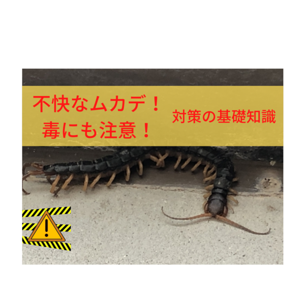 不快なムカデ！毒にも注意！ムカデ対策の基礎知識