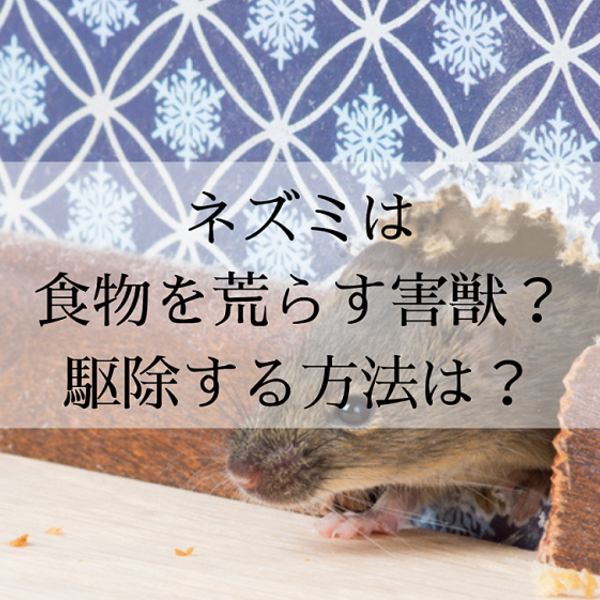 ネズミは食物を荒らす害獣？駆除する方法は？
