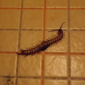 ムカデの駆除方法とは？