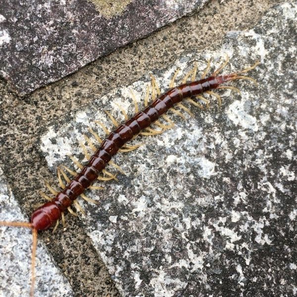 ムカデは自分でも駆除できる？駆除業者に頼むべき理由とは？