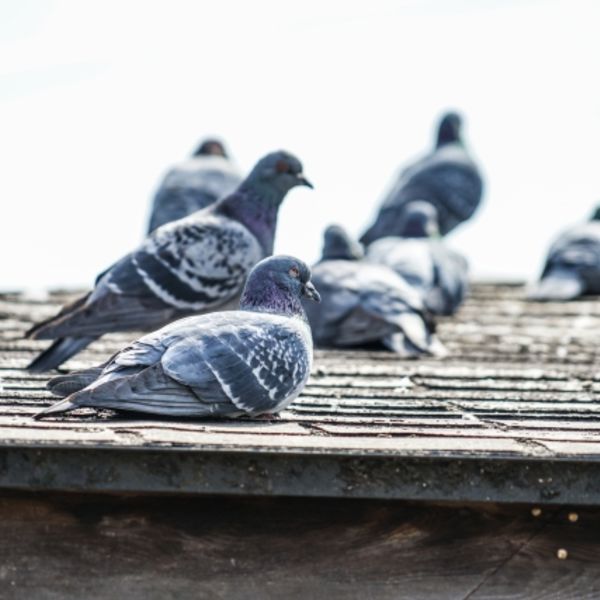 ハトを撃退する効果的な方法と注意点のまとめ