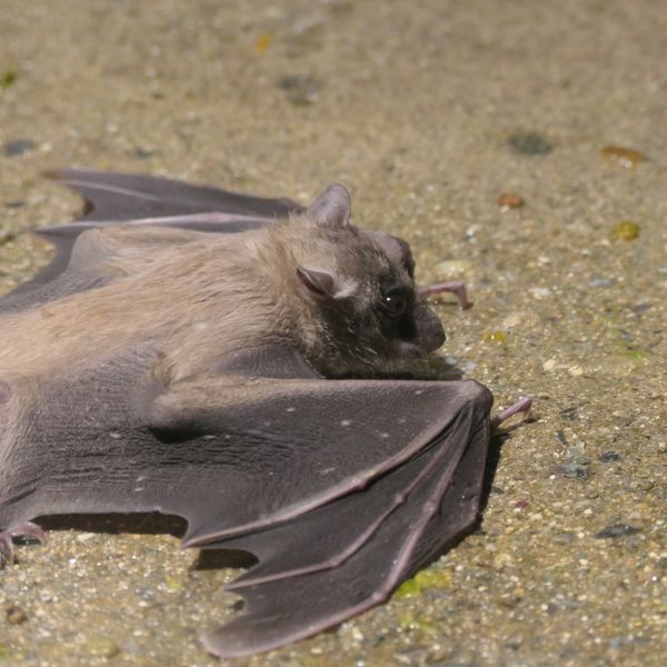 コウモリが家に入ってきた！効果的な追い出し方は？