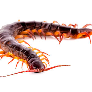 プロープルのお役立ちブログ｜害虫編｜やっても大丈夫？ダメ？を解説！