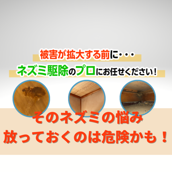 ネズミ・ハクビシン・アライグマ