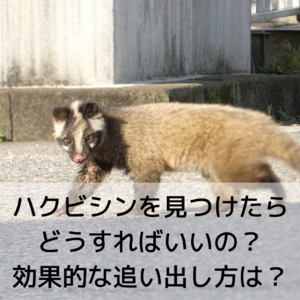 ハクビシンを見つけたらどうすればいいの？効果的な追い出し方は？